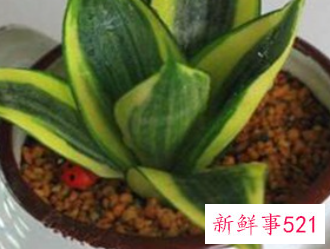 虎皮兰用什么土种植比较好