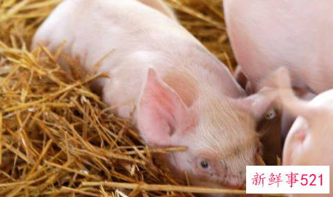 属猪女和属马男可以婚配吗