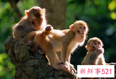 梦见猴子死了是什么意思