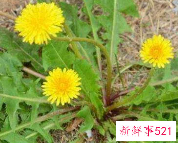 蒲公英茶的功效和作用有哪些