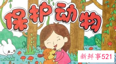 小学生怎么保护野生动物