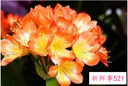 春节适合摆放什么花卉