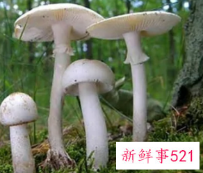 野生的白蘑菇有毒吗