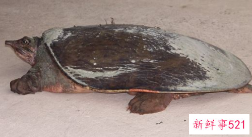 周公解梦做梦吃鳖