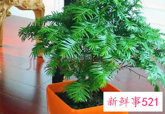 西南角摆什么植物合适