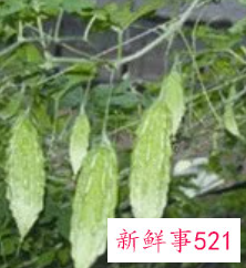 山苦瓜的功效与作用