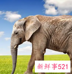 梦到养大象当宠物