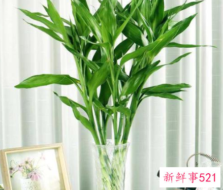 富贵竹摆在家里什么位置好呢