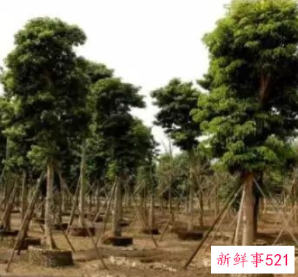 科学使用药物可提高苗木成活率