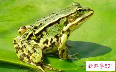 梦见飞翔的青蛙