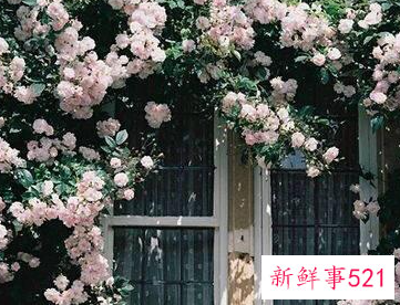 十二星座的专属幸运花是什么