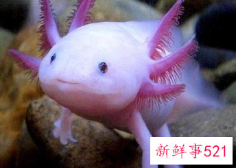 吃鱼是什么寓意