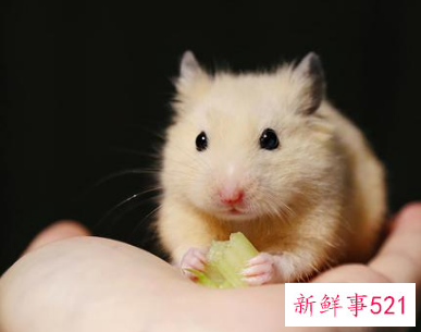 上班族可以养的宠物