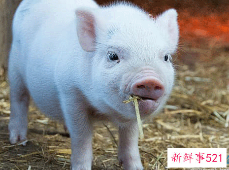 属猪人最苦命和最好命