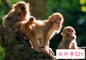 梦见猴年带猴子回家是什么意思