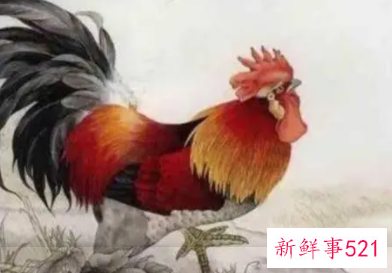 属鸡的人今年什么颜色最带财