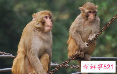 属猴石榴木命生财行业