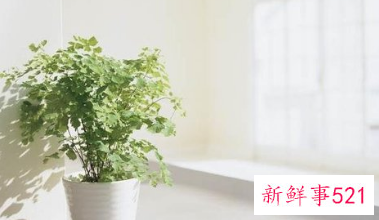 正确浇花的方法