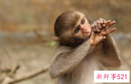 属猴石榴木命生财行业