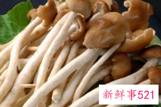 脆脆菇是什么菇