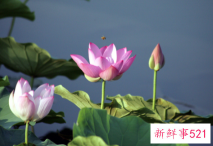 荷花泡水的功效与作用