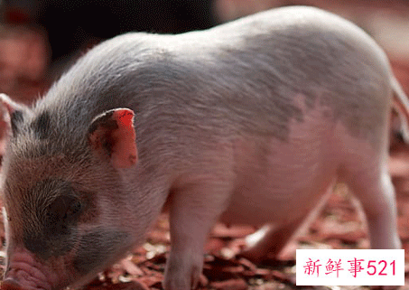 属猪人最苦命和最好命