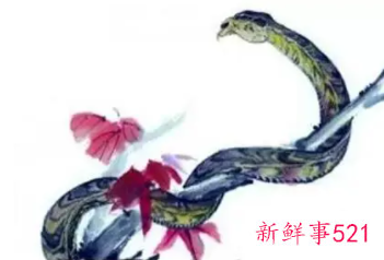 属蛇的真的让人恶心