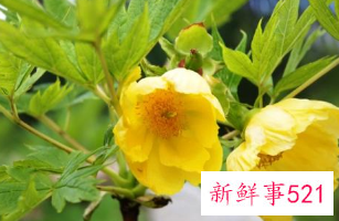 黄玫瑰几朵代表什么意思