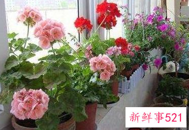 冬天养花花草枯萎的原因是什么