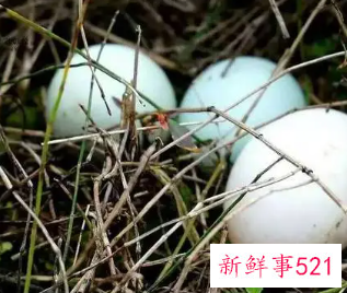 女人梦见在田里捡鸭蛋