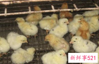 小鸡怎样养才长得快