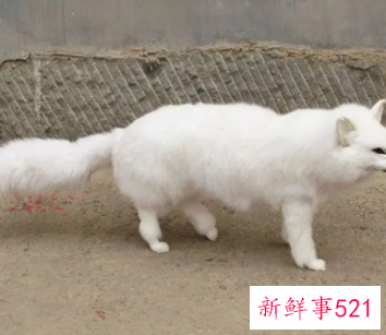 狐狸招邪还是辟邪