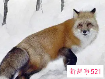 狐狸招邪还是辟邪