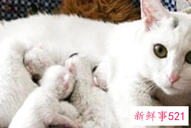 小猫胎死腹中母猫会不会死