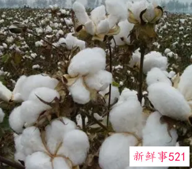 梦见棉花开了摘棉花