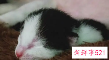 小猫胎死腹中母猫会不会死