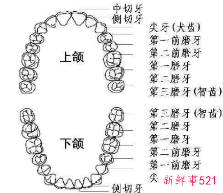 正常情况下人有几颗牙齿