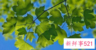 对幼儿说死亡合适吗