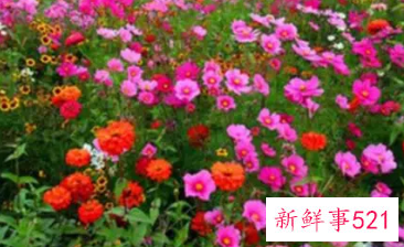 梦见五颜六色的花是什么意思