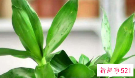 富贵竹寓意和象征