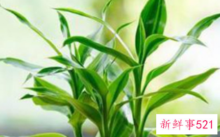 富贵竹寓意和象征