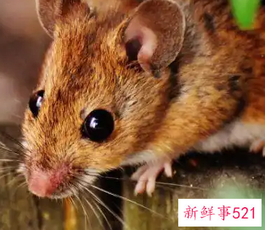 孕妇梦见老鼠了是什么意思