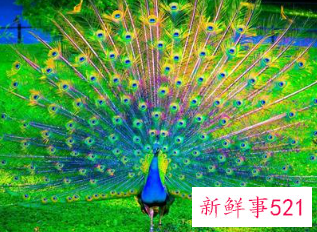 雄孔雀会不会开屏