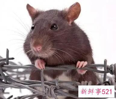 孕妇梦见老鼠了是什么意思