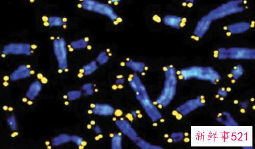 人为什么会衰老