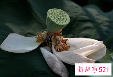 对幼儿说死亡合适吗