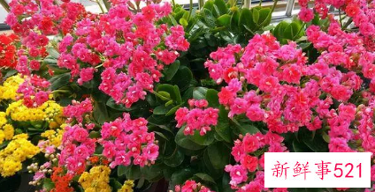 梦见五颜六色的花是什么意思