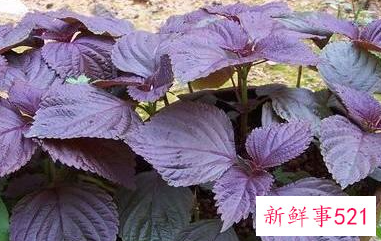 田螺应该怎么去除腥味