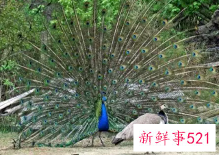 雄孔雀会不会开屏