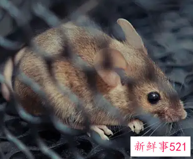 孕妇梦见老鼠了是什么意思